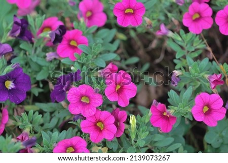Calibrachoa or bell flower, Flower of a cultivated Million bell Royalty-Free Stock Photo #2139073267
