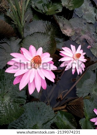 picture of lotus flower on the pond 