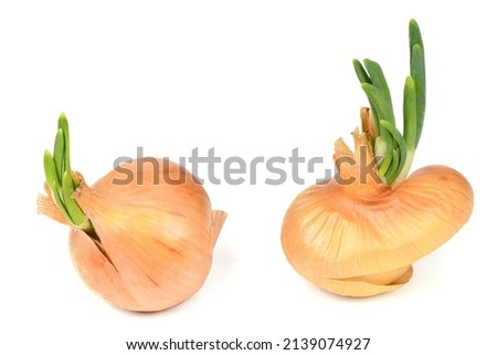 Spring onion isolated on white background. Sprouted yellow onion. High resolution photo. Full depth of field.