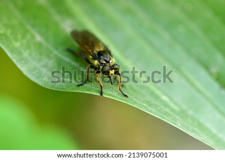 Live horsefly or Tabanidae on leaf background with shadow, macro shot. High resolution photo.