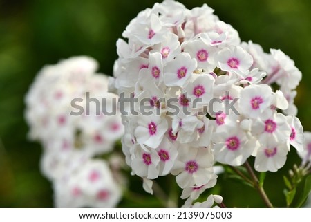 Close up white flower of phlox (Phlox douglasii) plant, on grarden background. High resolution photo