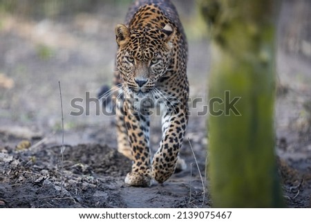 Portrait of a leopard in the forest