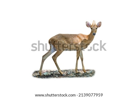 Eld's Deer or Rucervus eldii siamensis  or Thai Brow-antlered Deer on white background ,Animal conservation and protecting ecosystems concept. Royalty-Free Stock Photo #2139077959