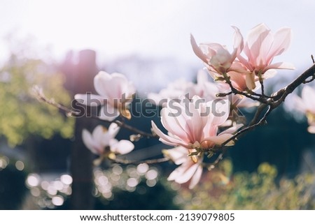 Pink magnolia flowers blooming in spring in the garden, beautiful sun light
