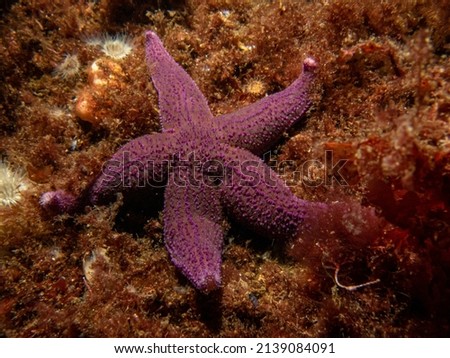 A closeup picture of a purple common starfish, common sea star or sugar starfish, Asterias Rubens. Picture from the Weather Islands, Skagerack Sea, Sweden