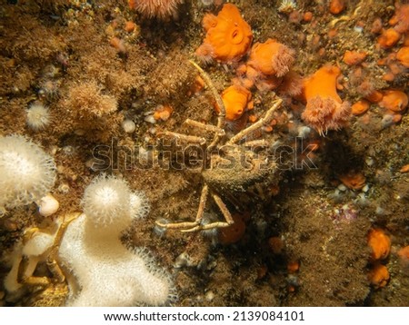 A closeup picture of Ascidiacea, commonly known as the ascidians or sea squirts and a spider crab. Picture from the Weather Islands, Skagerack Sea, western Sweden