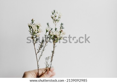 Hand holding minimal bouquet on white background close up. Beautiful fresh manuka flowers. Stylish minimal floral arrangement, moody image