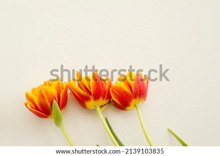 Spring flowers. Orange tulip on white background. Flat lay.