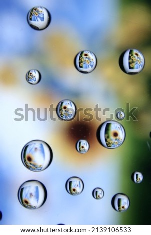 Sunflower flowers inside transparent spherical water droplets by reflection form a beautiful abstract design with flowery background in Bokeh