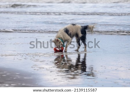 almost white border collie dog running happy in shallow sea water catching a red toy and blue bandana