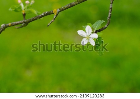 beautiful branch cherry tree with flowers. Spring is coming. blurred green natural background with place for text. 