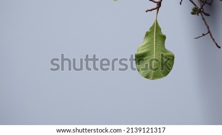 green leaves against light blue sky background