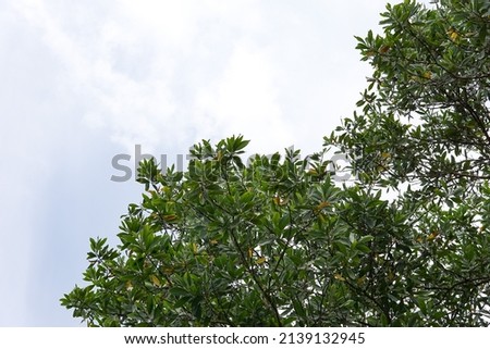 Green leaves against  cloudy sky