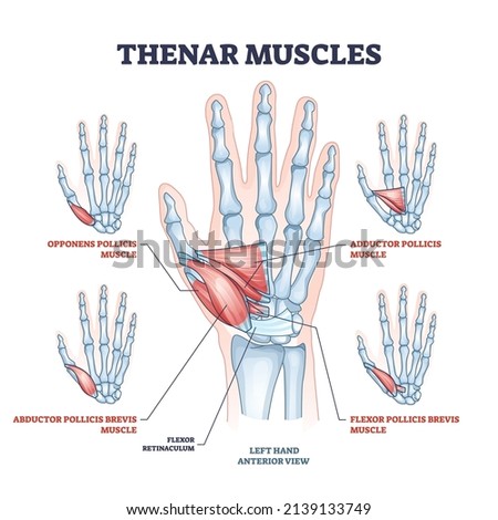 ADDUCTOR-POLLICIS Stock Vector Images - Avopix.com