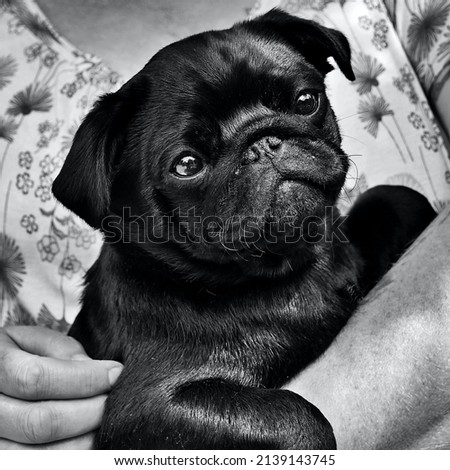 Black pug being held by woman's hands Royalty-Free Stock Photo #2139143745