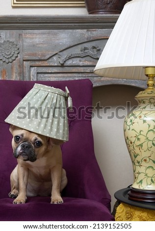 A bulldog dog with a lampshade on his head sits in a cozy chair next to a table lamp looking at the camera.