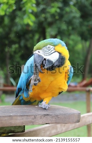 The canindé macaw (arara canindé), also known as the yellow-bellied macaw (arara de barriga amarela), one of the most beautiful Brazilian birds, photographed in Bonito, Mato Grosso do Sul.