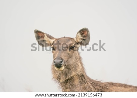large female sambar deer portrait of head shot clear background sharp eyes detailed picture captured in Horton plains national park Sri Lanka 