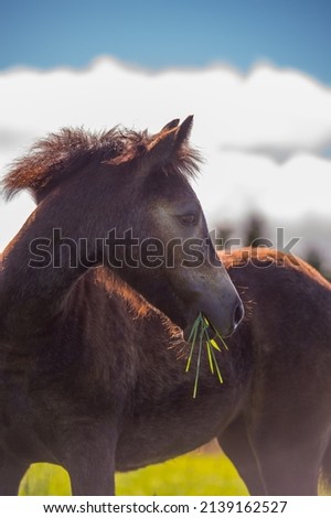 foal head shot portrait of foal colt filly or baby horse with grass in its mouth in spring time purebred Connemara foal healthy nutritious green grass blue sky and open space on top for masthead type Royalty-Free Stock Photo #2139162527