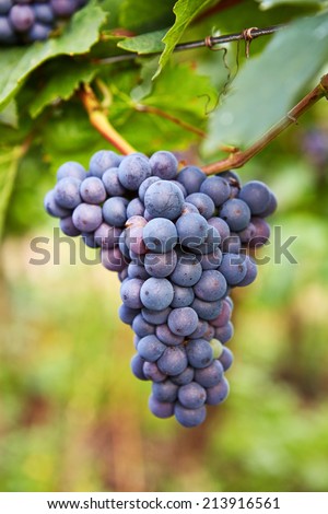 Branch of blue grapes on vine in vineyard