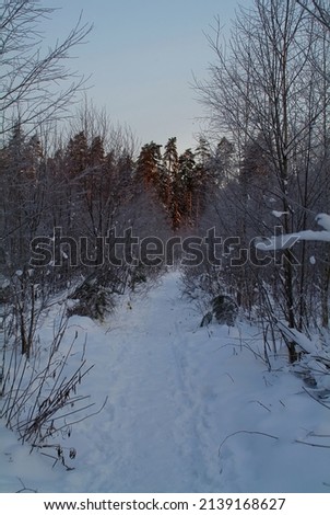 clear evening in the winter forest, Russia