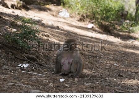 Baboons in the Park area in Pakistan