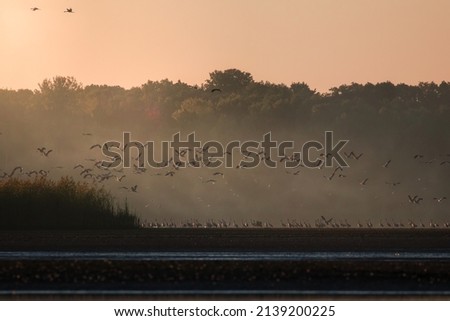 A romantic sunrise over a fish pond, cranes wake up in the morning by the water Reserve Barycz Stawy Milickie, a large flock of cranes wakes up and prepares for departure in the rays of the sun, grus  Royalty-Free Stock Photo #2139200225