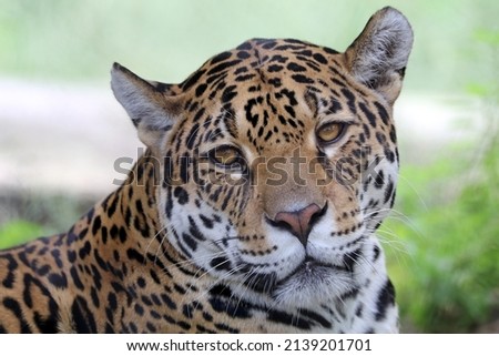 Closeup portrait of a beautiful jaguar (Panthera Onca) 