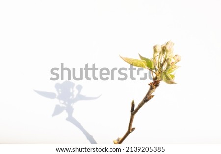 Branch with fresh leaves and buds in front of the white wall,  creative spring nature background. Budding, promising, rising. 
