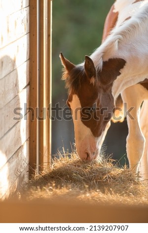 healthy foal eating hay brown and white baby horse filly colt sport horse baby horse eating hay brown and white face vertical format space on top for masthead type or content equine nutrition  Royalty-Free Stock Photo #2139207907
