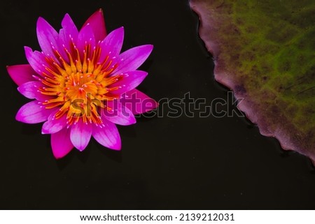 It is a picture of a beautiful lotus flower