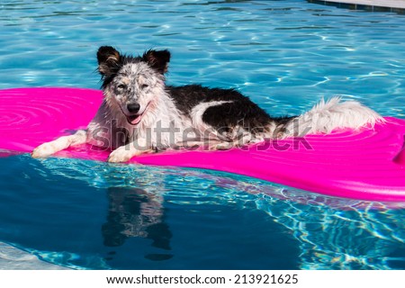 Border Collie / Australian Shepherd mix dog laying on a float in a pool looking relaxed happy goofy funny cute hot Royalty-Free Stock Photo #213921625