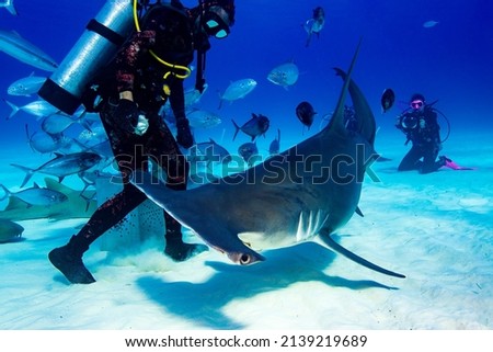 A hammerhead shark swimming by the divers Royalty-Free Stock Photo #2139219689