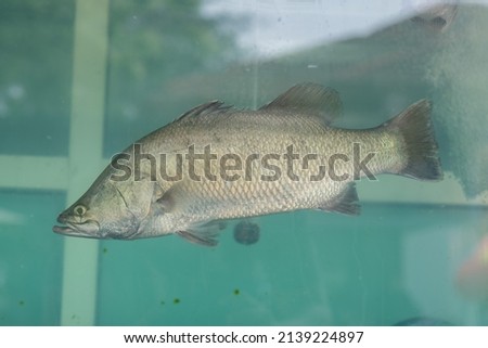white snapper in the tank, closeup fish
