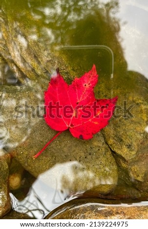 A picture of a red leaf during fall in Lake George.