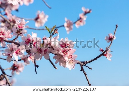 Blossoming of pink and purple spring almond tree flowers on blue sky background, nature concept. Royalty-Free Stock Photo #2139226107