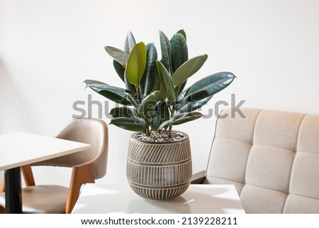 Ficus elastica (rubbery, black ficus, elastic, black prince) planted in a black ceramic pot decoration in the living room. The concept of minimalism. Houseplant care concept. Royalty-Free Stock Photo #2139228211