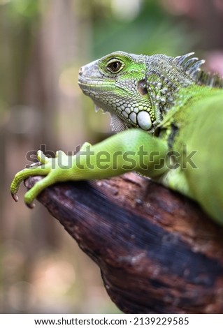 Focus and blurred of close up picture green Iguana