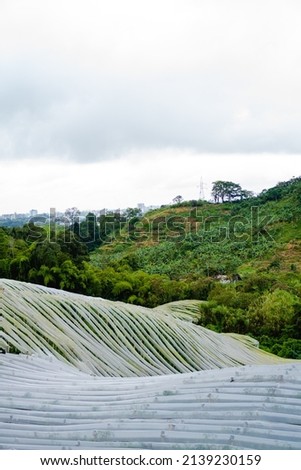 tomato plantation covered by plastic in the middle of the colombian mountains. vertical photo