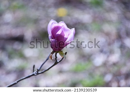 Saucer magnolia flowers. Magnoliaceae deciduous tree. A hybrid of Yulan magnolia and Mulan magnolia, the flowering season is from March to April. 