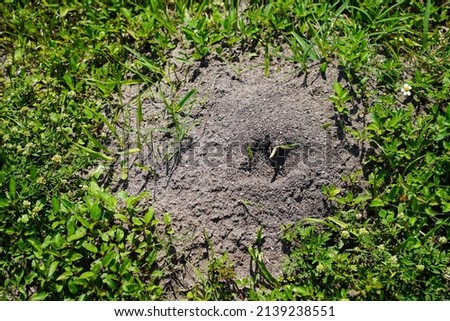 Close up of ant hill with grass around it.          