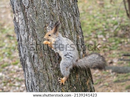 The squirrel sits on a tree trunk in the spring. Eurasian red squirrel, Sciurus vulgaris