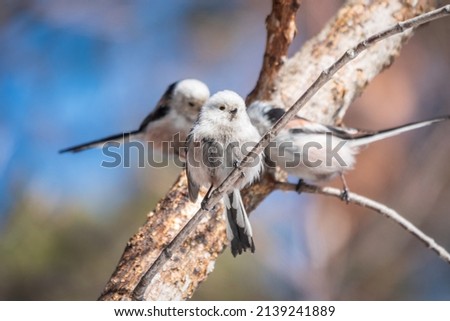 European long-tailed tit, latin name Aegithalos caudatus. A bird sitting on a branch in a deciduous forest. Bird watching in early spring in March. Cool background behind the object. Royalty-Free Stock Photo #2139241889