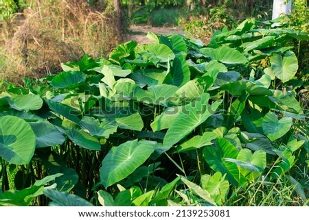 Giant taro, a green plant resembling an elephant's ear. Prefers in wetlands, propagates by shoots and tubers. It is a forage plant in the tropics.