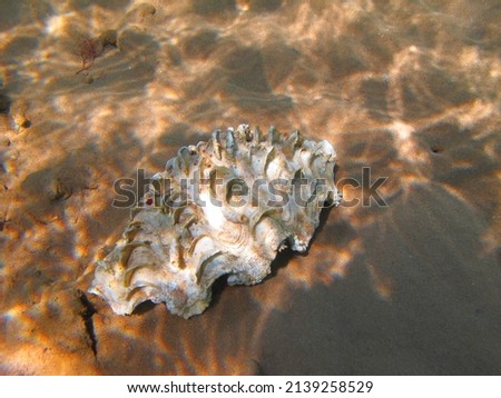 Underwater shell on the sandy seabed. Snorkeling in the shallow tropical ocean, underwater photography. Clam on sand, travel picture. Aquatic wildlife.