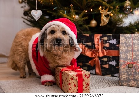 A dog wearing a red Santa hat sits next to a gift package.