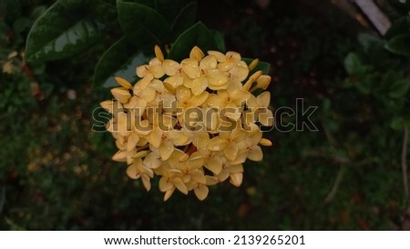 Ixora chinensis yellow flowers are located on the plantation in the morning 