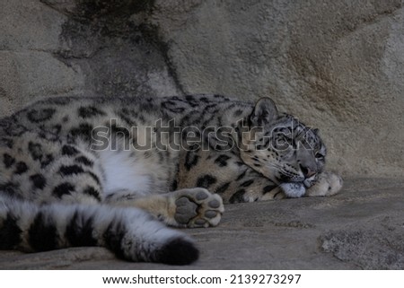 A snow leopard sleeps before hunting for food again. This beautiful cat is mostly found in Asia such as Russia, China or Mongolia.