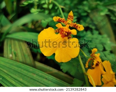 Oncidium Orchid Flowers, Dancing Lady Orchid (Oncidium Varicosum or Oncidium Goldiana)
