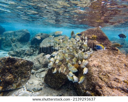 Curieuse Marine National Park Republic of Seychelles Royalty-Free Stock Photo #2139293637